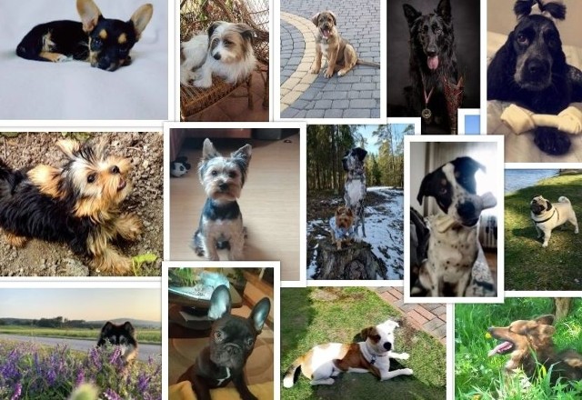 Trwa głosowanie finałowe w akcji „Echa Dnia” - Super Pupil 2019. To casting na psy, koty i inne zwierzątka, których zdjęcia ozdobią okładki i karty kalendarzy. Prezentujemy liderów rankingu w środę, 30 października o godzinie 15 w kategorii Psy. ZOBACZ zdjęcia na kolejnych slajdach>>>Finałowe głosowanie wojewódzkie zakończy się w czwartek, 31 października o godzinie 22. Do kalendarza trafi 12 psów z największą ilością głosów.Kliknij TUTAJ i przejdź do głównego artykułu akcji Pupil Roku 2019