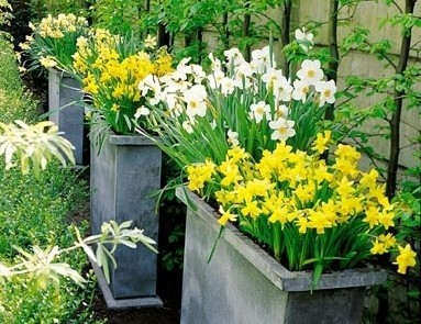 Kwiaty cebulowe w donicachCebule z małych doniczek możemy posadzić w dużych donicach albo w ogródku