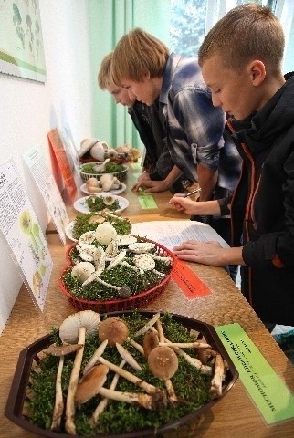 Na wystawie zaprezentowano ponad 90 gatunków grzybów...