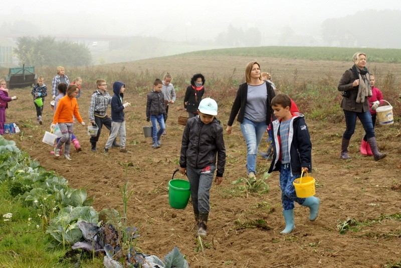 Wykopki: Dzieci z Połomi wzięły udział w tradycyjnych...