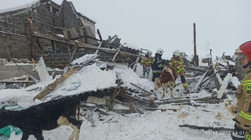 W Słaboszowicach zawalił się dach budynku. W środku były cielęta, dwa nie przeżyły 