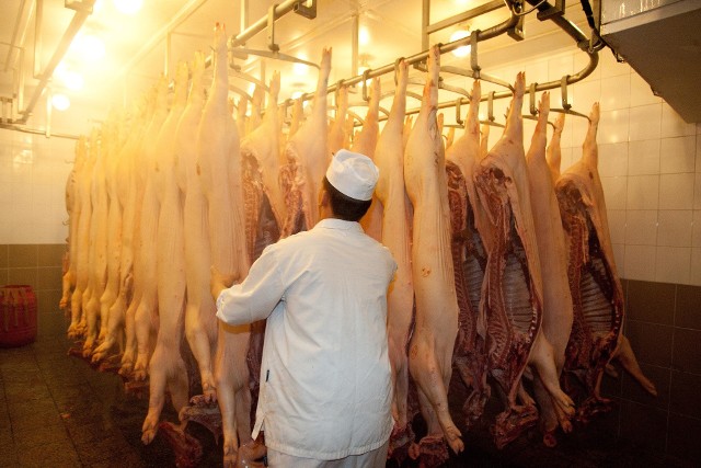 25 mld zł wart jest polski eksport mięsa. Jego bezpieczeństwo zależy właśnie od weterynarzy.