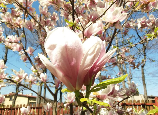 Kwiaty magnolii są nie tylko piękne, ale też jadalne. Ich smak różni się w zależności od gatunku i odmiany.