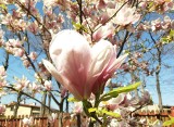 Kwiaty magnolii wyglądają pięknie. Ale możesz też je jeść! Wypróbuj kilka niezwykłych pomysłów na wiosenne przysmaki z magnolii