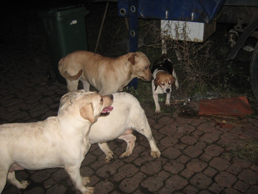 Pseudohodowla psów na Idalinie w Radomiu. Zwierzęta trzymano w skandalicznych warunkach