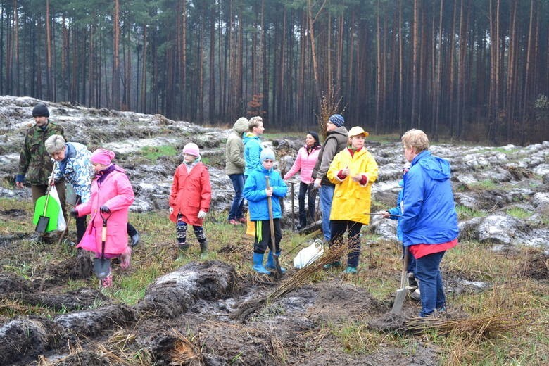 Sadzenie Lasu Europejskiego w Dąbrowie Górniczej w 2015 i...