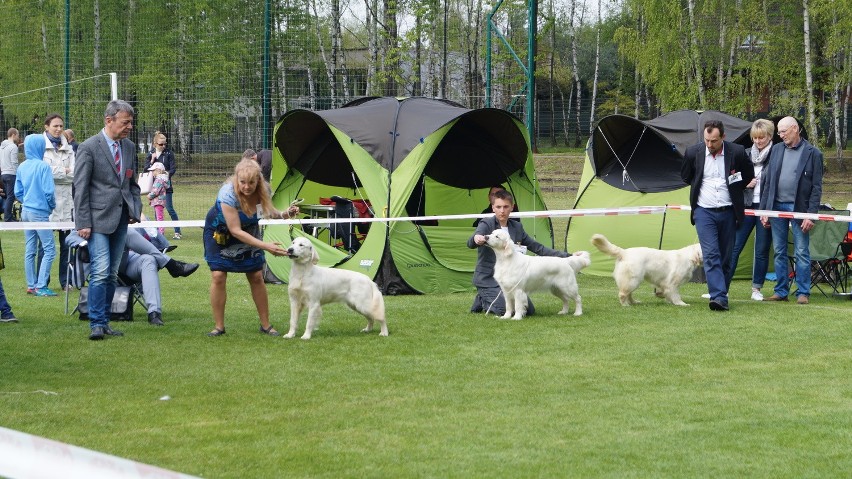 Wystawa psów w Rybniku-Kamieniu. Urocze czworonogi