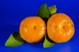 Spekulanci zarabiali na pomarańczach z Hiszpanii