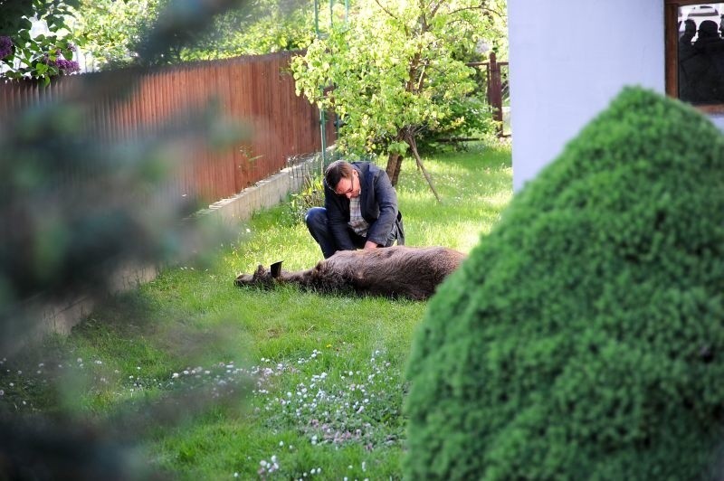 Cedrowa: Łoś zawisł na ogrodzeniu. Trzeba było go uśpić (zdjęcia)