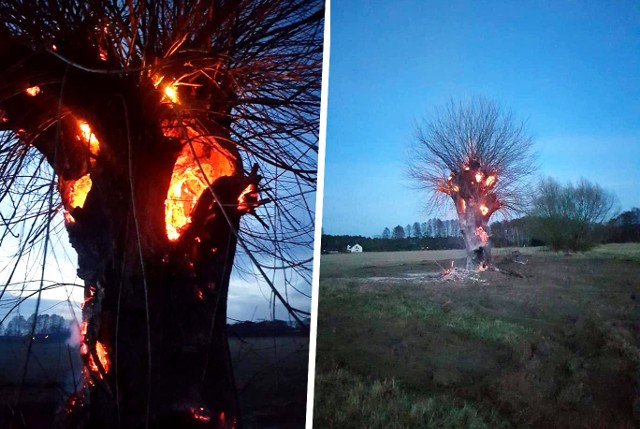 We wtorek, 12 marca, po godzinie 18 zastęp Ochotniczej Straży Pożarnej z Brzozy został zadysponowany do Przyłęk pod Bydgoszczą - na ul. Księżycową do pożaru drzewa. - Działania polegały na podaniu jednego prądu wody oraz wycięciu pustego wewnątrz drzewa - informują strażacy. ➤ Więcej zdjęć OSP Brzoza na następnych stronach.(sier)Stop Agresji Drogowej. Odcinek 5