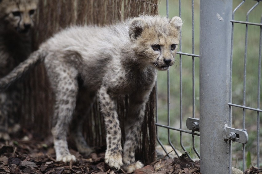 Osiem gepardów urodziło się w ogrodzie zoologicznym w Opolu! 