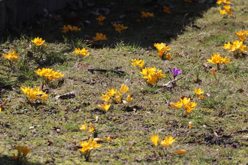 W Parku Śląskim zrobiło się wiosennie. Już kwitną krokusy....
