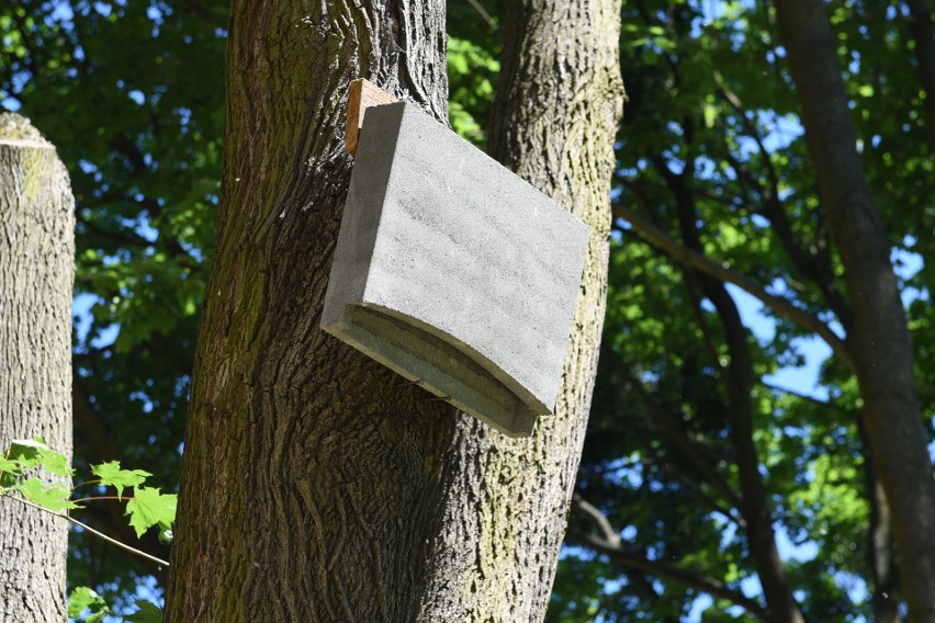 Na drzewach zainstalowali już domki dla nietoperzy
