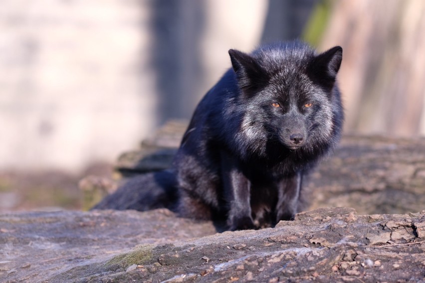 Stare Zoo przeciwko przemocy wobec natury