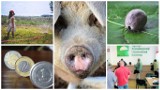 Agro wieści tygodnia: ASF atakuje świnie, ostatnie chwile na wnioski o dopłaty