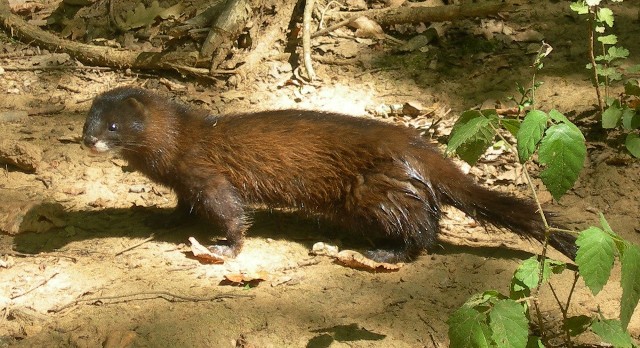 Mieszkańcy Dobrodzienia boją się, że norki amerykańskie będą uciekać z fermy i siać spustoszenie wśród ptactwa.