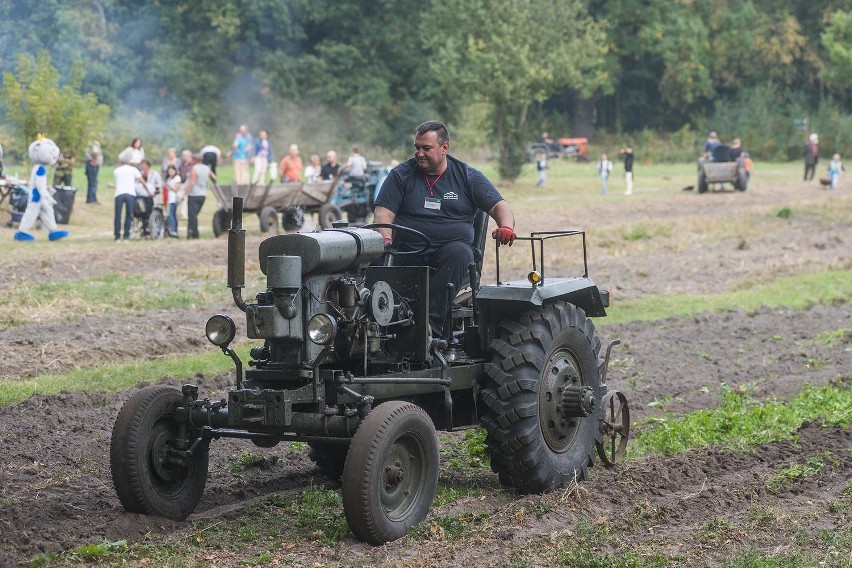 Festiwal Ziemniaka 2016 w Radomiu. Były tłumy