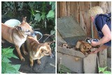 Horror w Korzennej. TOZ z Krynicy uratowało psy hodowane na smalec?! Zwierzęta były przetrzymywane w bardzo złych warunkach [ZDJĘCIA]
