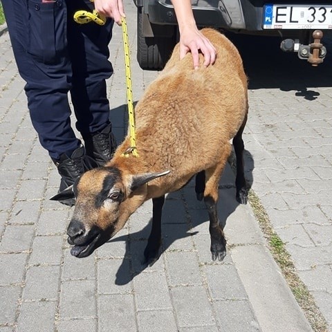 Na ul. Lodowej przy Dąbrowskiego Animal Patrol łódzkiej straży miejskiej złapał biegającą między autami... owcę.Było to zwierzę z gatunku owca kameruńska, które charakteryzują się niską, krępą budową, są mało wymagające, wytrzymałe oraz tym, że nie wymagają strzyżenia bo są to owce szerstne, czyli bez runa. Są zwierzętami bardzo dekoracyjnymi, wykorzystywanymi na nieużytkach jako "żywe kosiarki". ZDJĘCIA I WIĘCEJ INFORMACJI - KLIKNIJ DALEJ