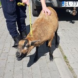 Owca kameruńska biegała na Widzewie! Animal Patrol w akcji