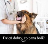 Memy o weterynarzach, psach i kotach. Najśmieszniejsze obrazki na Międzynarodowy Dzień Medycyny Weterynaryjnej 9 grudnia
