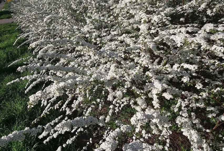 Przycinamy krzewy ozdobne, które kwitły wiosną (np. tawuły...
