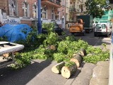 Poznań: Przy placu Bernardyńskim wycięto drzewo. ZDM: To było konieczne