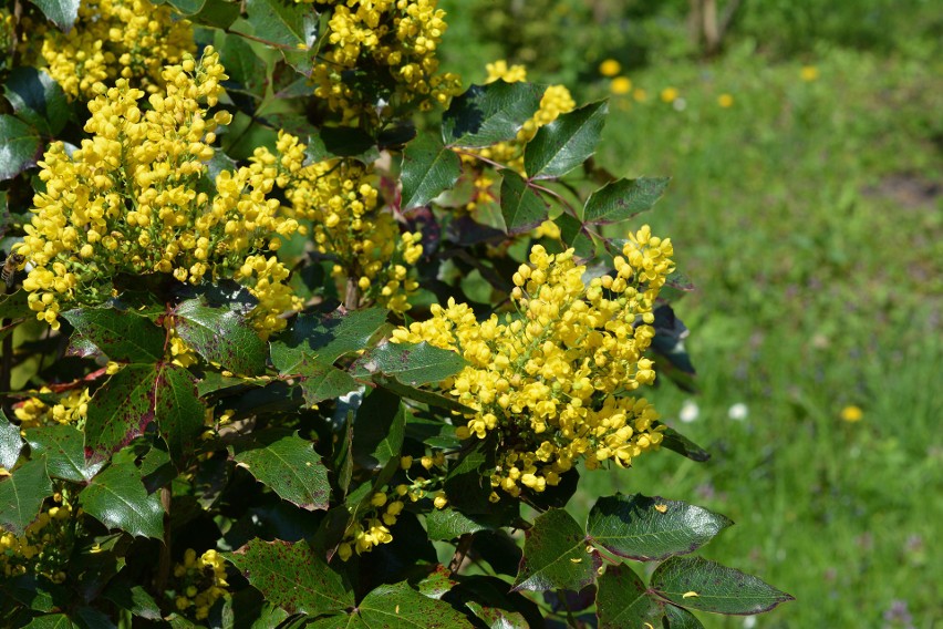 Niegroźna mahonia i trujący ostrokrzew to rośliny, które...