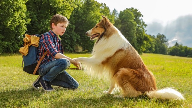 Lassie, wróć!