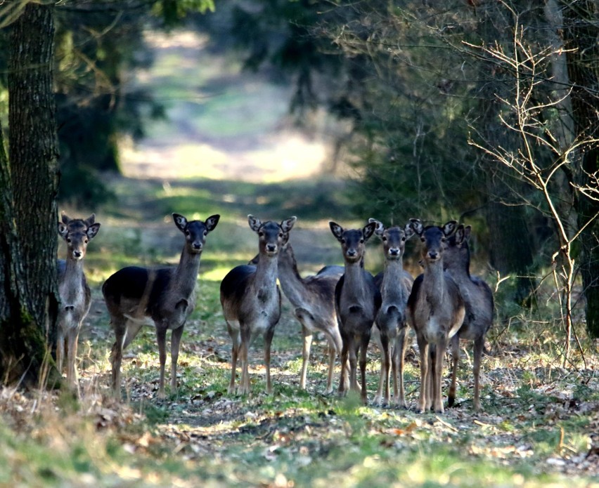 Sarny, jelenie, daniele, lisy czy wilki - te i wiele innych...