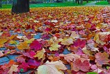 Czeladź. Park Grabek pięknie wygląda jesienią. Pogoda zachęca do spacerów wśród złotych i czerwonych liści 