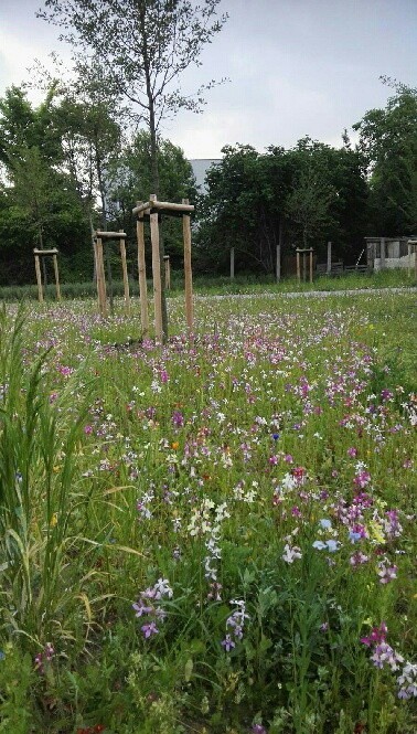 Kolejnym przykładem jest łąka w parku Rataje, która powstała...