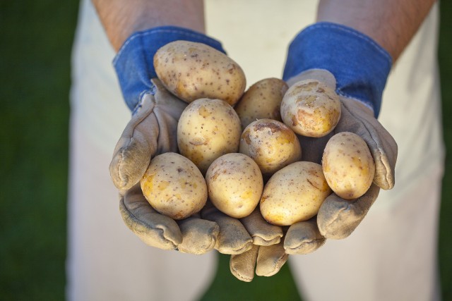 Twarde i oczywiście niekiełkujące ziemniaki;nf najlepiej przechowywać w temperaturze 5-7 stopni Celsjusza. W takich warunkach wytrzymają nawet 6 miesięcy.