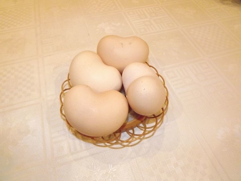 Ta kura znosi jajka w kształcie... serca! [ZDJĘCIA]...