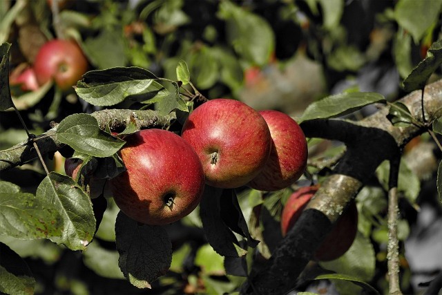 Zamiast jabłek coraz chętniej sięgamy po owoce egzotyczne i jagodowe?