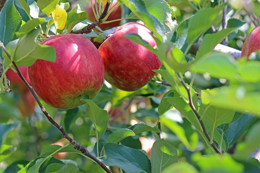 Owocówka jabłkóweczka - gąsienice powodują tzw....