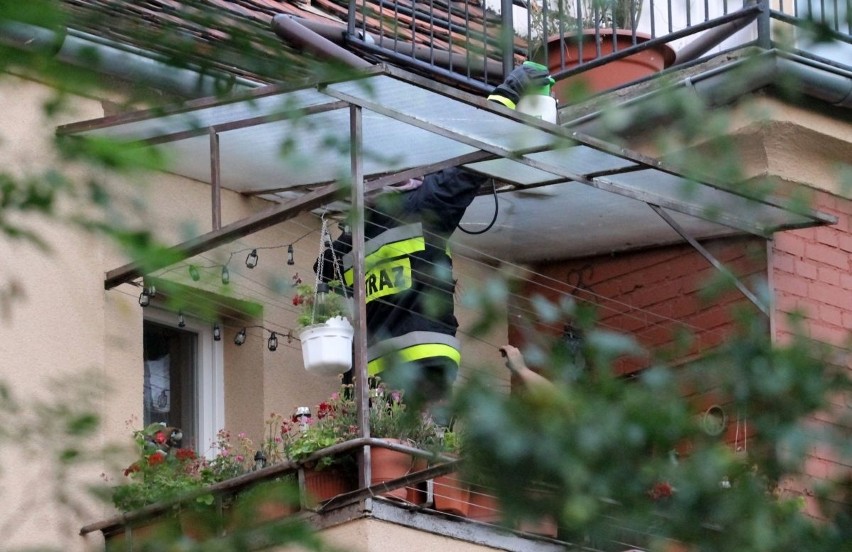 Szerszenie na poddaszu domu na Sępolnie. Interweniowała straż pożarna (ZDJĘCIA)