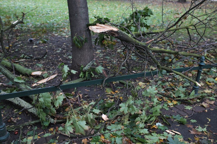 Orkan Ksawery w Krakowie. Wielkie sprzątanie na Plantach [ZDJĘCIA]