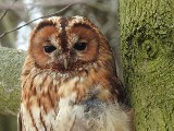 Opole. W sobotę na Wyspie Bolko święto przyrodników. Będą obserwacje Perseidów oraz nocnych stworzeń