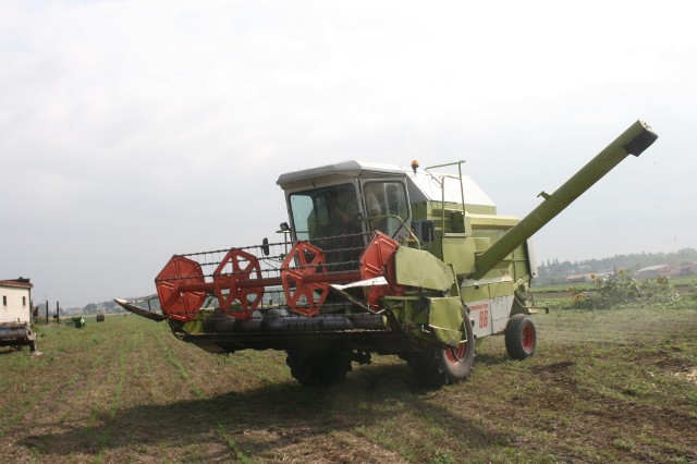 Żniwa pod Radziejowem. Rolnicy już zbierają plony [zdjęcia]