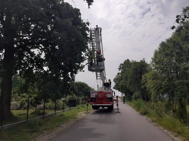 To jedna z interwencji strażaków w Rykowie w gminie Wieniawa. Trzeba było usunąć pochylone drzewo nad drogą.