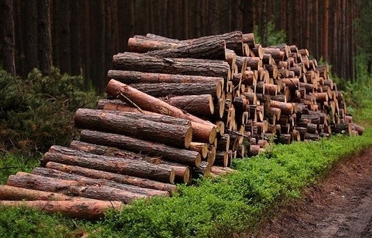 Skradziono ponad 6 m sześciennych wałków drewnianych, które leżały przy jednej z leśnych dróg.