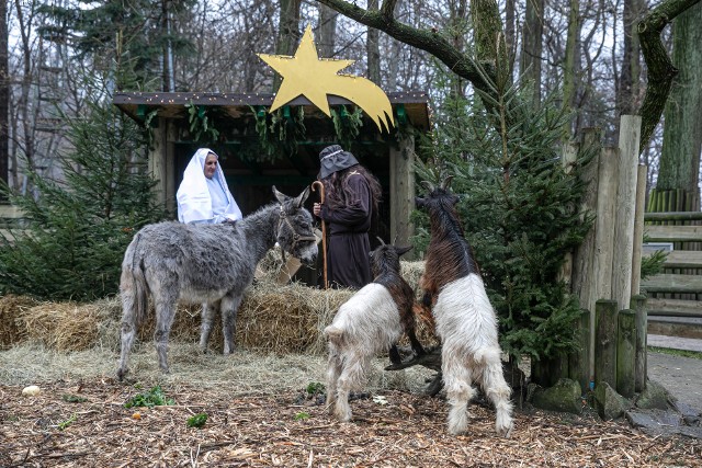 Żywa szopka w krakowskim zoo. Szopkę można oglądać codziennie, od 12 do 14, do końca bożonarodzeniowego weekendu