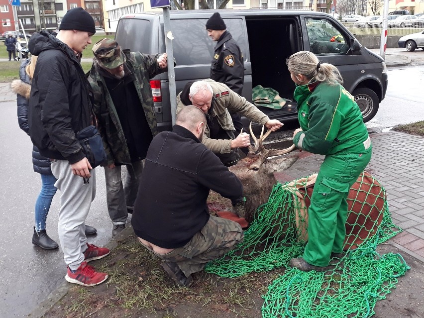 Ranny jeleń zabrany z osiedla Zachód w Stargardzie [ZDJĘCIA, WIDEO]