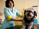 Po dwóch latach pandemii weterynarze wracają na wsie w regionie szczepić psy