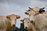 Europosłanka Sylwia Spurek ogłasza: czas na zakaz hodowli zwierząt. Jedni komentujący oburzeni, drudzy popierają