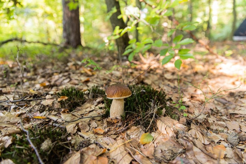 Pomimo suszy, która panowała w lato grzyby powoli pojawiają...