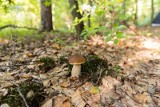 Gdzie są grzyby w Wielkopolsce? Stąd wrócisz z lasu z pełnym koszem! Mapa grzybów w okolicach Poznania i w województwie