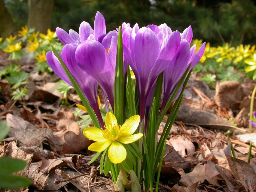 Wstęp do Arboretum jest biletowany; bilet normalny kosztuje...