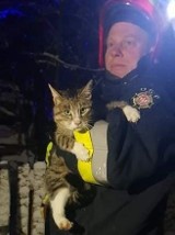 Strażacy w akcji. Kot został uratowany (ZDJĘCIA)